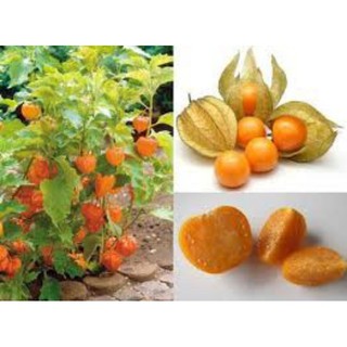 Hạt giống thù lù 1 quả xấy khô khoảng 20 hạt