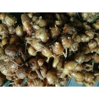 Combo 1kg củ gừng gió tươi +1kg củ địa liền tươi.