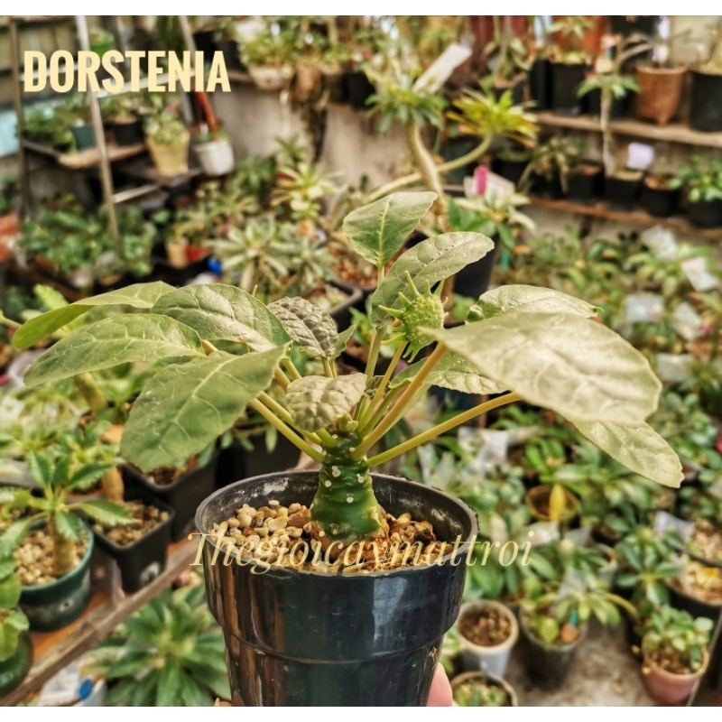 Mặt trời lá tròn dễ thương