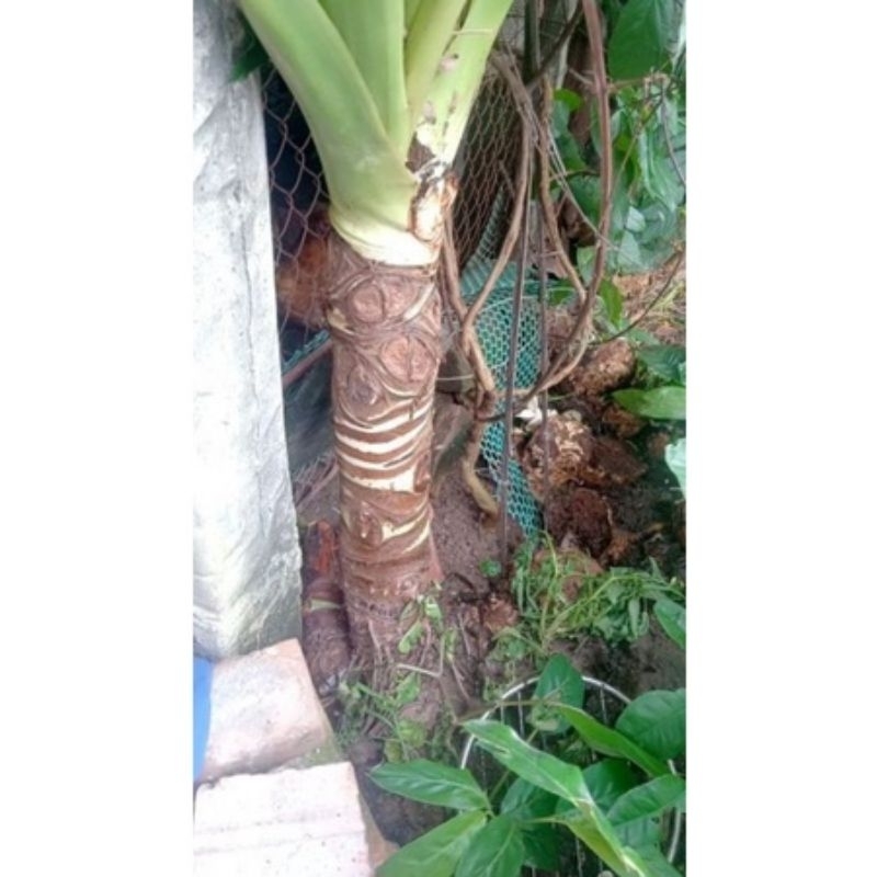 Cây ráy voi cao 50cm