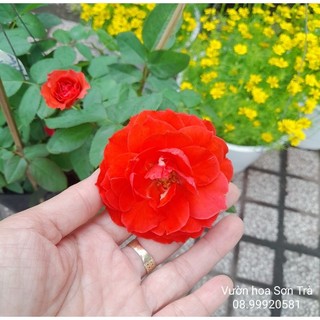 Cây hoa hồng pháp, đỏ cam, đang hoa.