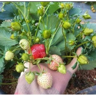 Combo 11 cây mô vỉ dâu 🍓 nhật shachi