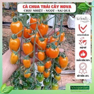 Combo 10 hạt giống cà chua hữu cơ Nova Mỹ chuẩn giống, quả to ngọt sai quả