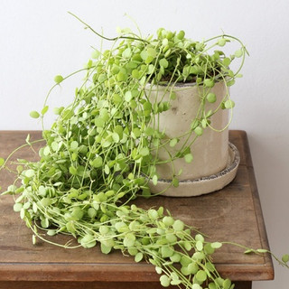 Cây đôla giỏ treo