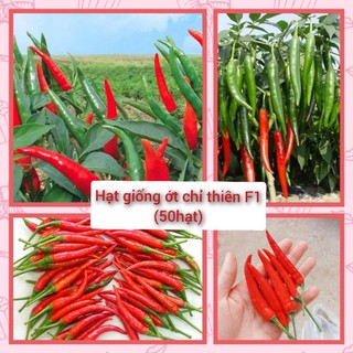 Hạt giống ớt chỉ thiên cay tỉ lệ nảy mầm>95%