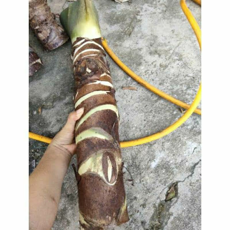 1 củ ráy lá tai voi to khủng