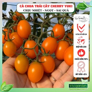 Gói 10 hạt giống cà chua trái cây siêu ngọt Cherry Yuki F1 độ ngọt cao 12-17 brix, thơm đặc ruột chịu nhiệt khá tốt