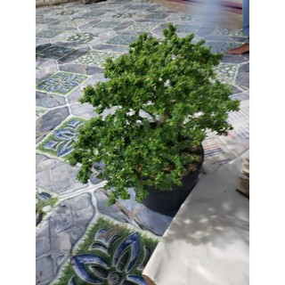 Cây Linh Sam hạt gạo .chỉ ship miền nam do cây dễ bj rụng lá(tặng kèm phân bón)