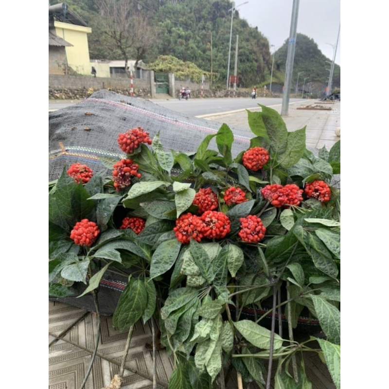 COMBO 10 hạt tam thất bắc đã nứt vỏ chuẩn bị nẩy mầm 90k