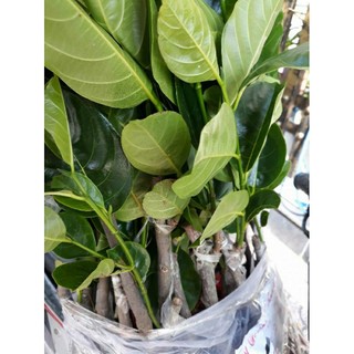 Chế phẩm Bio-B phòng trừ côn trùng và sùng đất rệp sáp