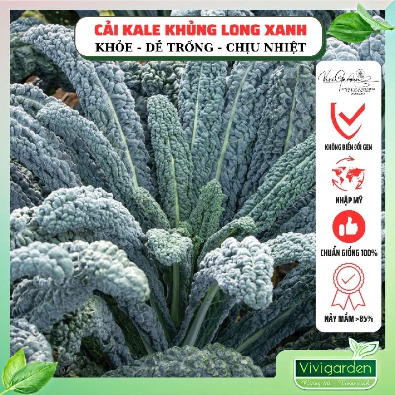 Combo hạt cải Kale khủng long xanh - Kale Black Magic Mỹ Johnny Seed chịu nhiệt tốt trồng quanh năm