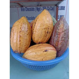 Trái cacao tươi (1kg)