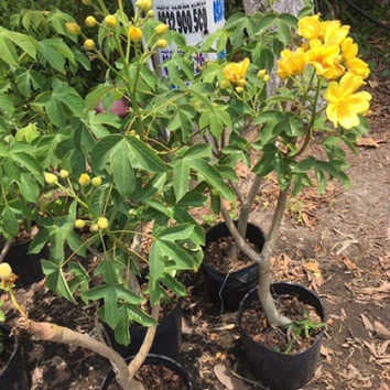 Mai hoa đăng siêu bông cao trên 40cm