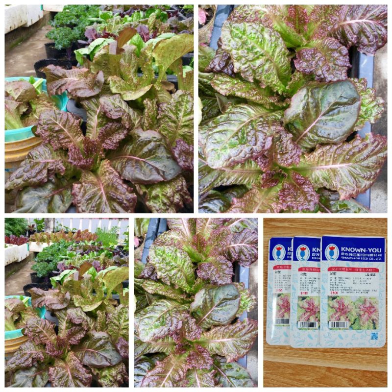 1000 hạt giống xà lách Abby Đài Loan  đỏ lá to_ Chịu nhiệt, thu hoạch tỉa lá