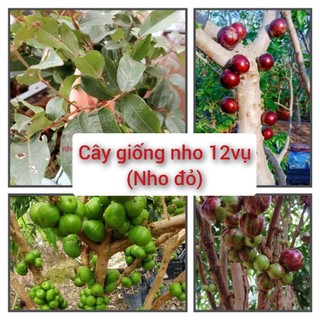 Nho thân gỗ 12 vụ