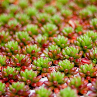 Sen Đá Mini (sen vỉ 3-5 cm)