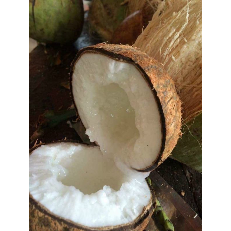 Dừa Sáp lỏng ngon đặt sản Trà Vinh trái 1,5kg