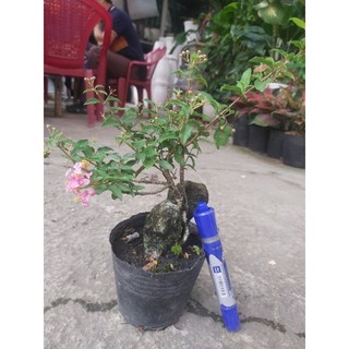 Hồng ngọc mai bonsai ôm đá