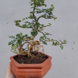 Cần thăng bonsai dáng quái TẶNG CHẬU
