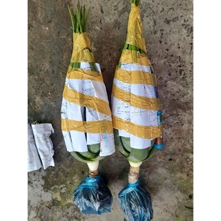 cây con nha đam mỹ 30 cây