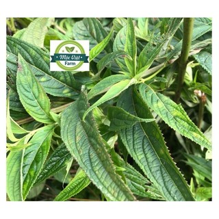 Lá xông tắm dân tộc Dao đỏ 32 vị chuẩn
