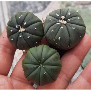 Xương rồng Aster xanh gieo hạt