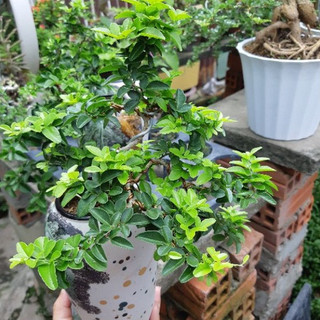Kim quýt THÁI bonsai THÁC ĐỔ