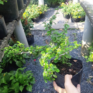 Cây trà phúc kiến bonsai mini