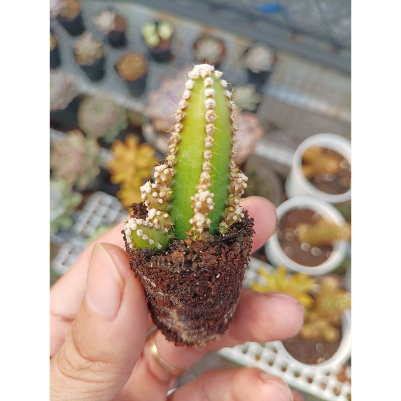Xương rồng Thành Sơn mini size vỉ 5cm. Lỗi 1 đổi 1. Đẫ thuần khí hậu nóng. Mua 10 tặng 1