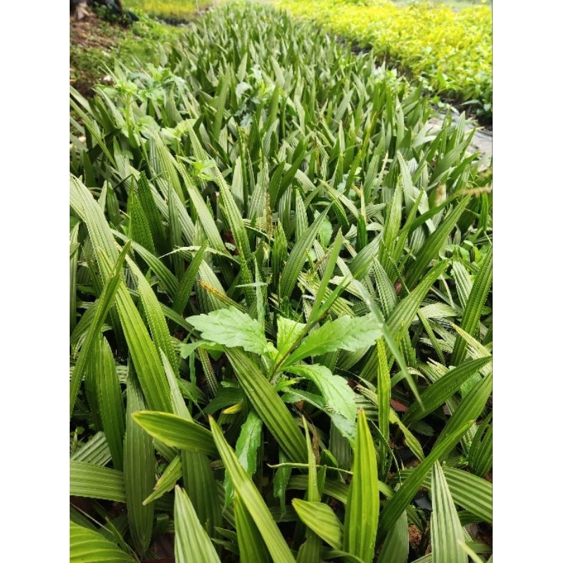 Cây giống Chà Là