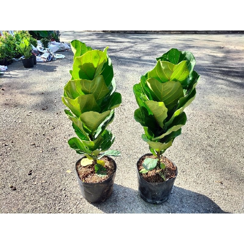 Cây bàng singapore loại 1 nhánh cao 60-80cm