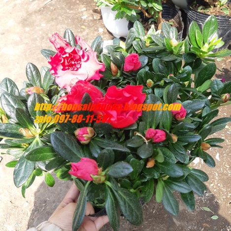 Hoa đỗ quyên NHIỀU MÀU