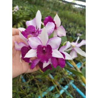 Denro lai thủy tiên cây trưởng thành sắp hoa