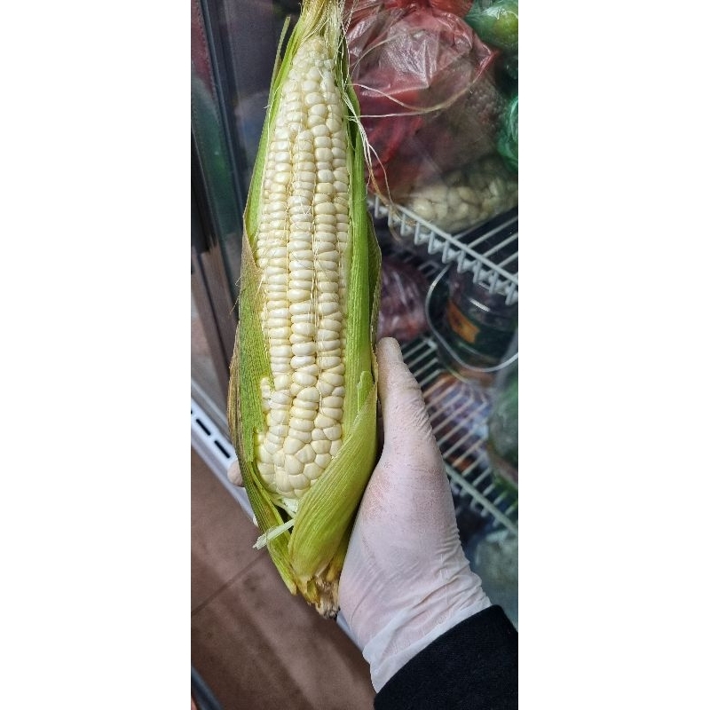 Ngô nếp (túi 5 bắp)