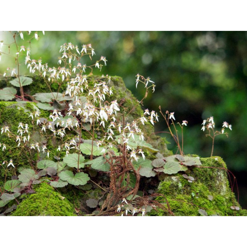 Cây Tai hùm, Saxifraga stolonifera, Strawberry Begonia,chuông san hô Việt thích hợp bán cạn, tiểu cảnh