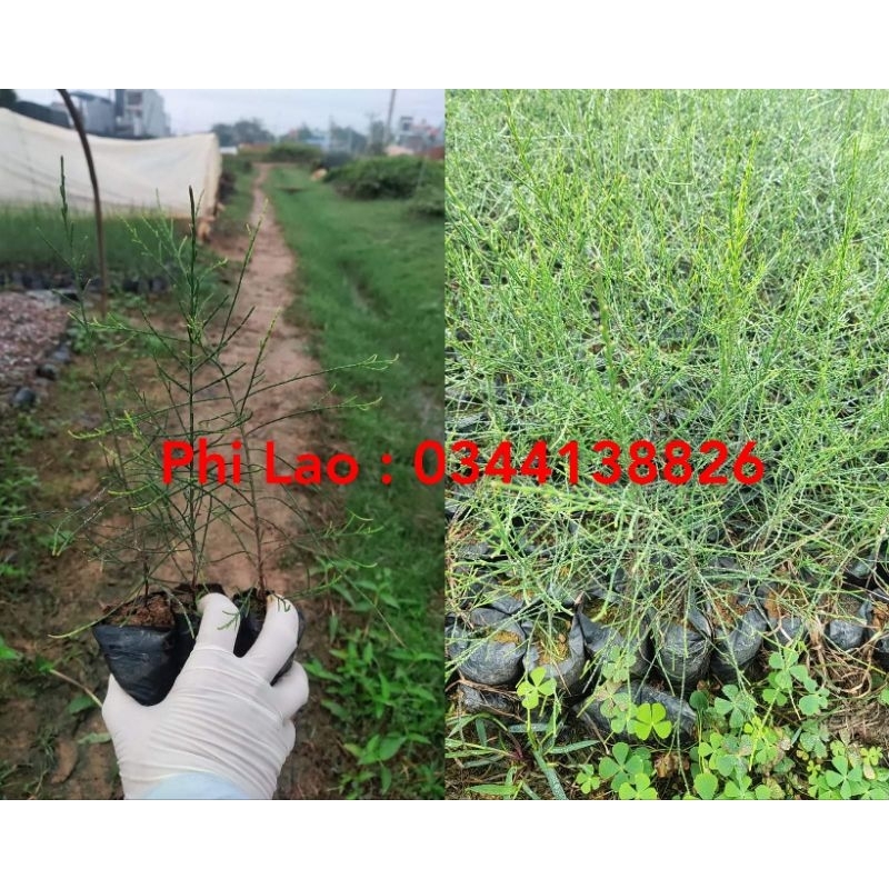 Cây giống Phi Lao(mua 10 tặng 1)