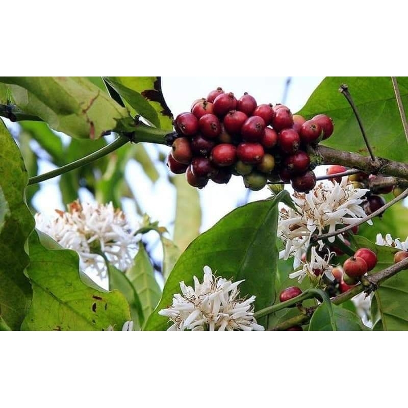 Cà Phê Thanh Hương Lụa  Nâu gói 500g