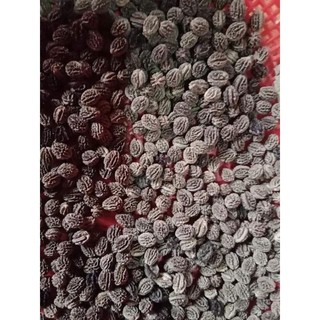 Gói 100 hạt giống hoa đu đủ đực