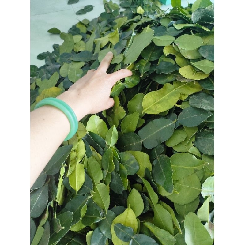 Lá chanh thái. Lá chúc. hàng tươi 100%. Chanh chúc. Lá chanh số 8.