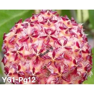 Cẩm cù mindorensis các màu trưởng thành sắp hoa