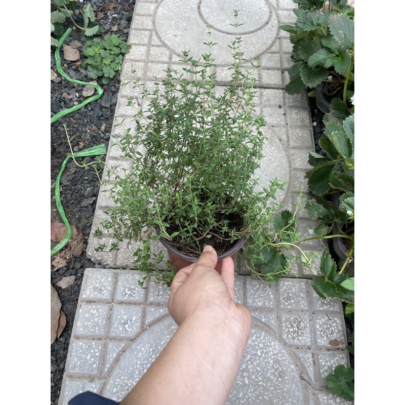 Cây cỏ Xạ hương - Thyme - tốt cho sức khỏe - còn dùng làm gia vị cho món ăn - đuổi muỗi côn trùng