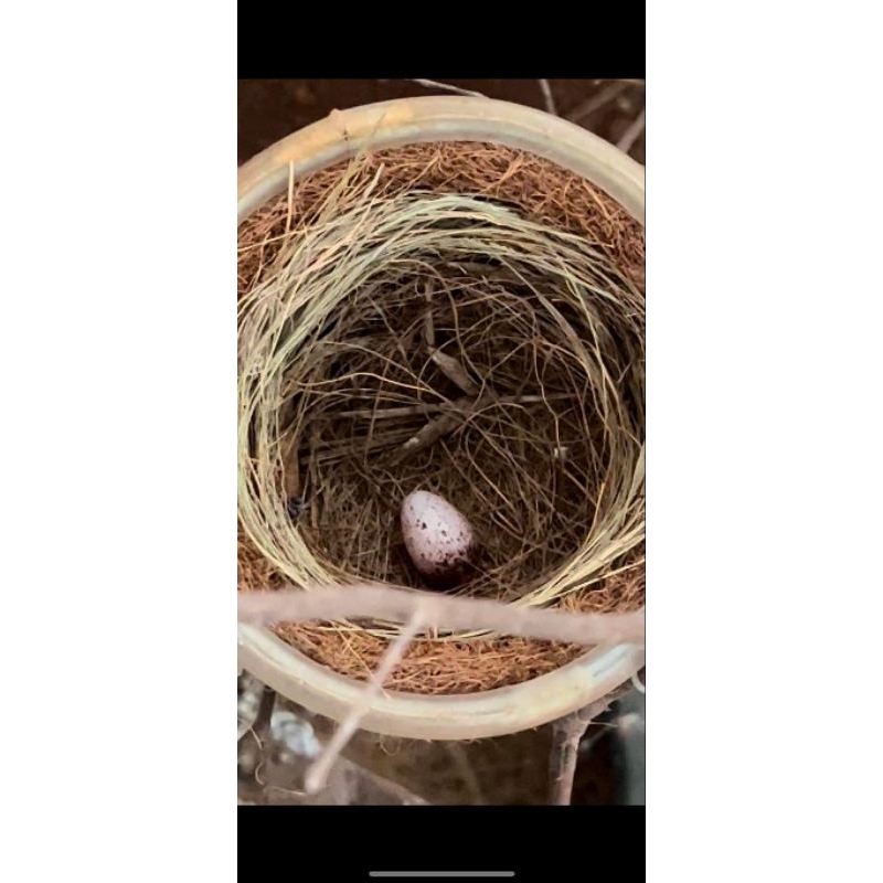 Tổ chim sinh sản vip pro max