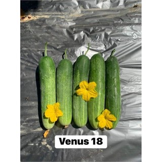 Hạt giống F1 Dưa leo chịu nhiệt Venus 18