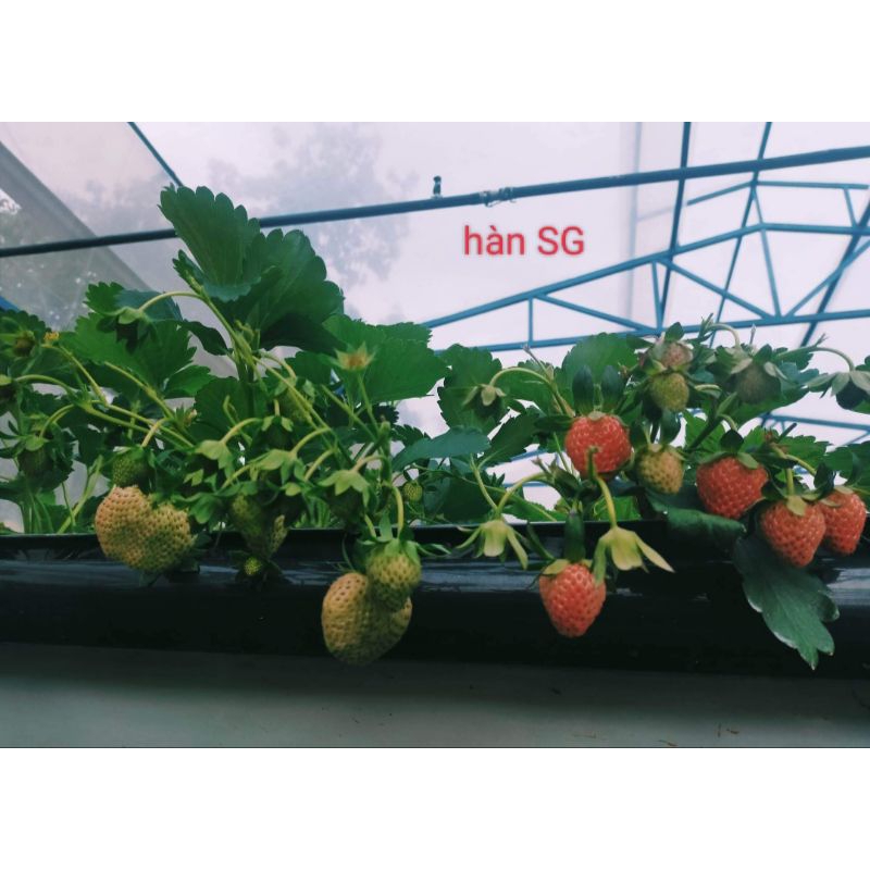 Combo vỉ 10 cây giống Dâu tây 🍓 HÀN LAI siêu trái