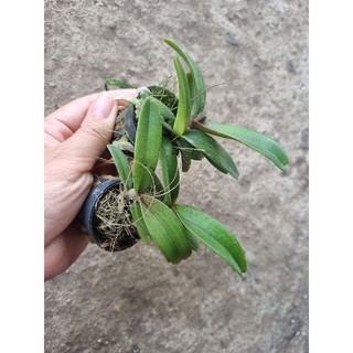 Ngọc điểm giống thái đủ 10 màu, mua 1 được 2, 1 cốc 2 cây giá chỉ 17k
