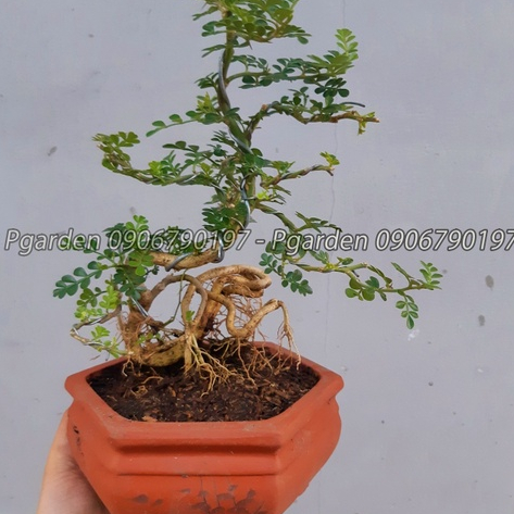 Cần thăng bonsai TẶNG CHẬU