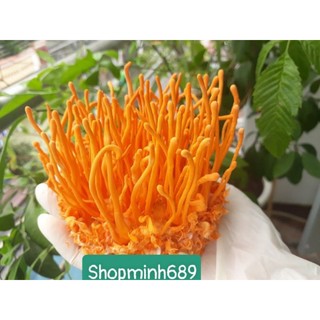 ĐÔNG TRÙNG HẠ THẢO sấy khô