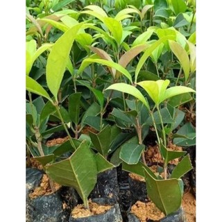 Cây giống mộc hương