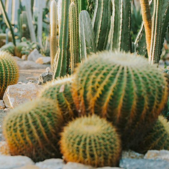 03 Cây Xương Rồng Kim Hổ Golden Tiger Cactus Đường Kính Từ 10cm-60cm Trang Trí Sân Vườn Siêu Đẹp.
