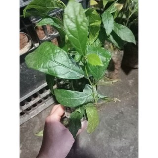 Cây giống xạ đen